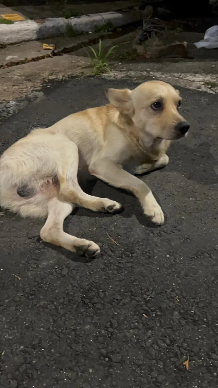Cachorro raça SRD-ViraLata idade 2 anos nome Mushu