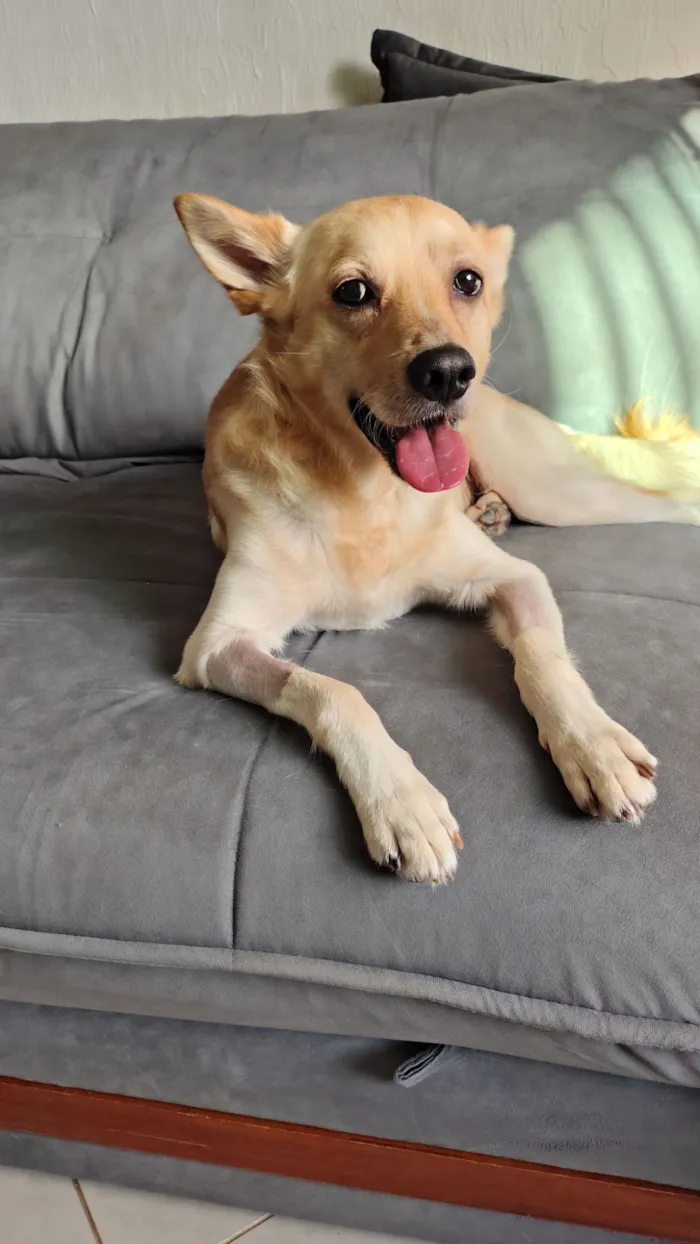 Cachorro raça SRD-ViraLata idade 2 anos nome Mushu