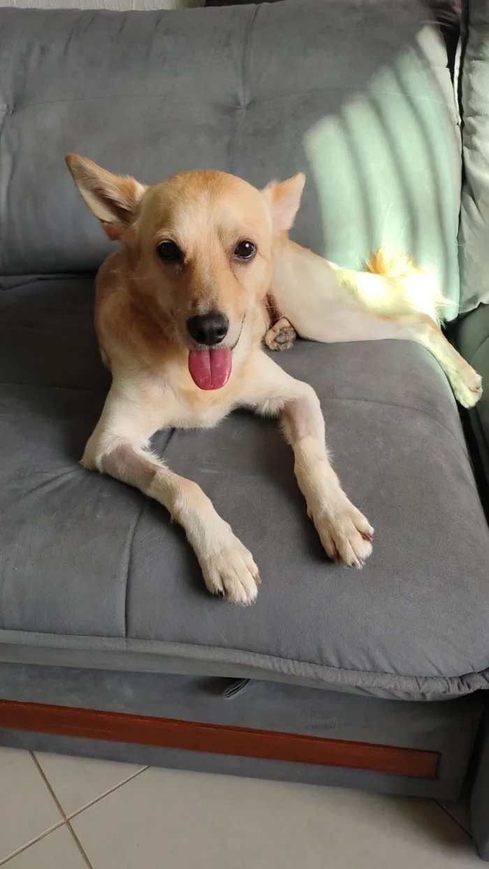 Cachorro raça SRD-ViraLata idade 2 anos nome Mushu