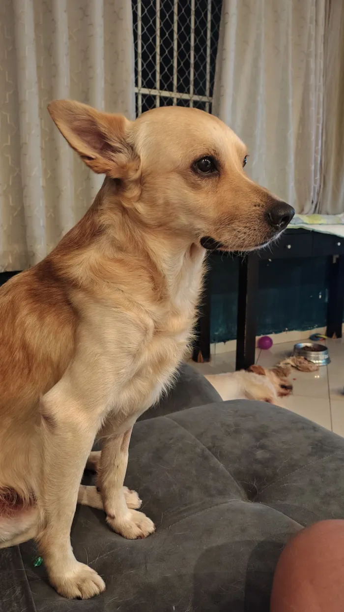 Cachorro raça SRD-ViraLata idade 2 anos nome Mushu