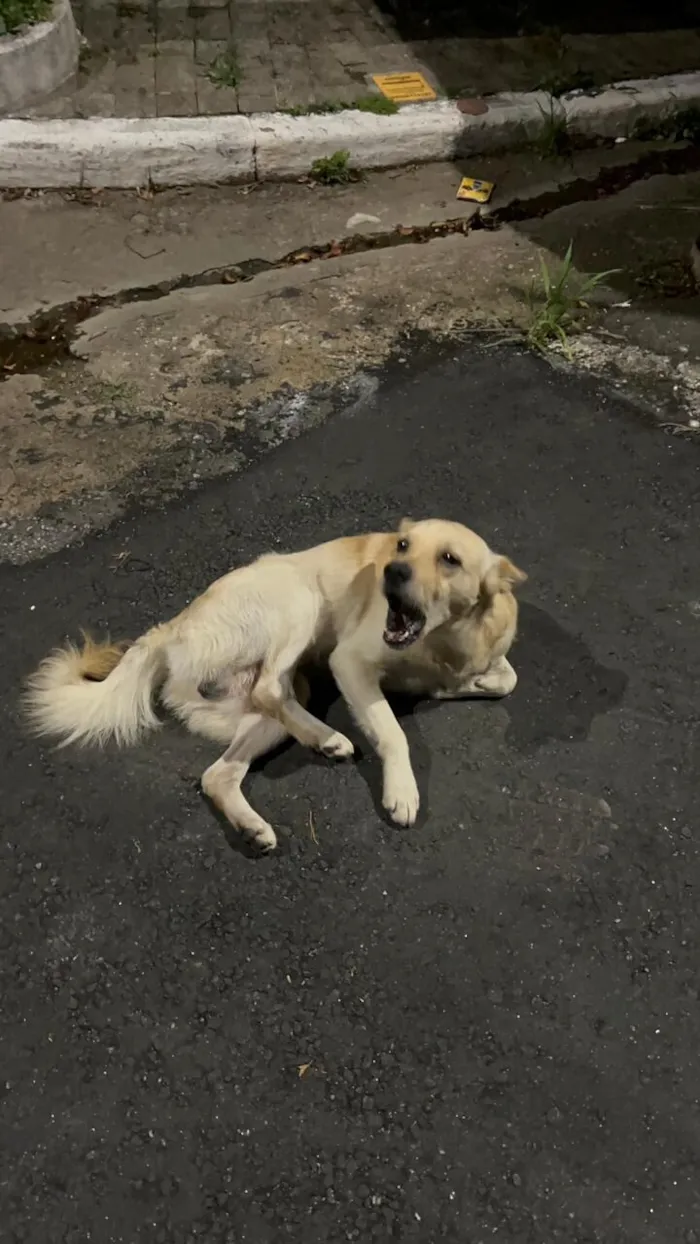 Cachorro raça SRD-ViraLata idade 2 anos nome Mushu