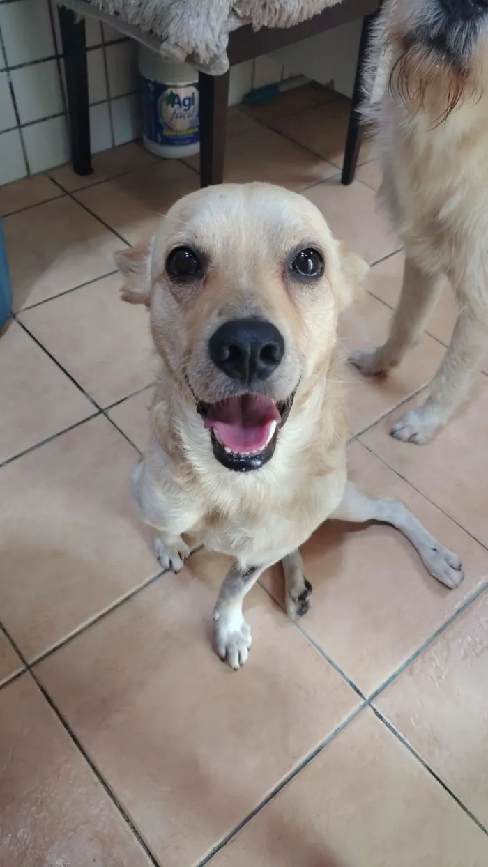 Cachorro raça SRD-ViraLata idade 2 anos nome Mushu