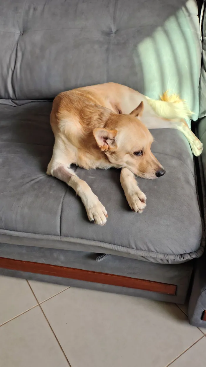 Cachorro raça SRD-ViraLata idade 2 anos nome Mushu