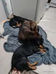 Zeus ,sicha e Léo 