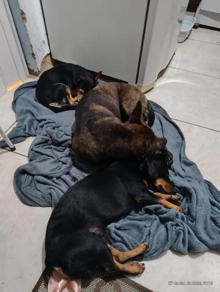 Cachorro raça Labrador idade 2 anos nome Zeus ,sicha e Léo 