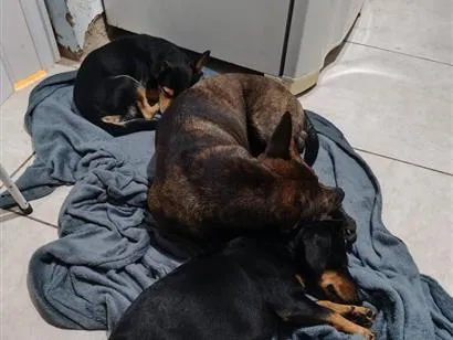 Cachorro raça Labrador idade 2 anos nome Zeus ,sicha e Léo 