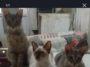 Gato raça SRD-ViraLata idade 1 ano nome pingo pingado branquinha