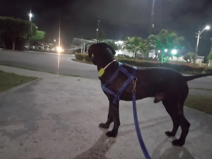 Cachorro raça SRD-ViraLata idade 1 ano nome aurora 