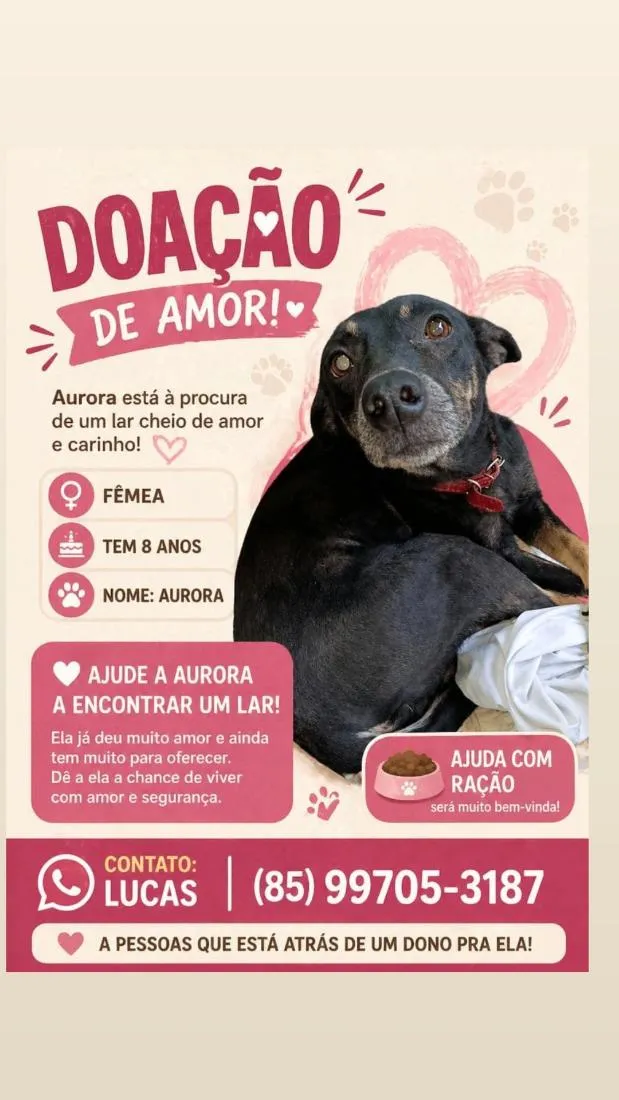 Cachorro raça SRD-ViraLata idade 1 ano nome aurora 