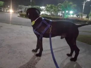 Cachorro raça SRD-ViraLata idade 1 ano nome aurora 