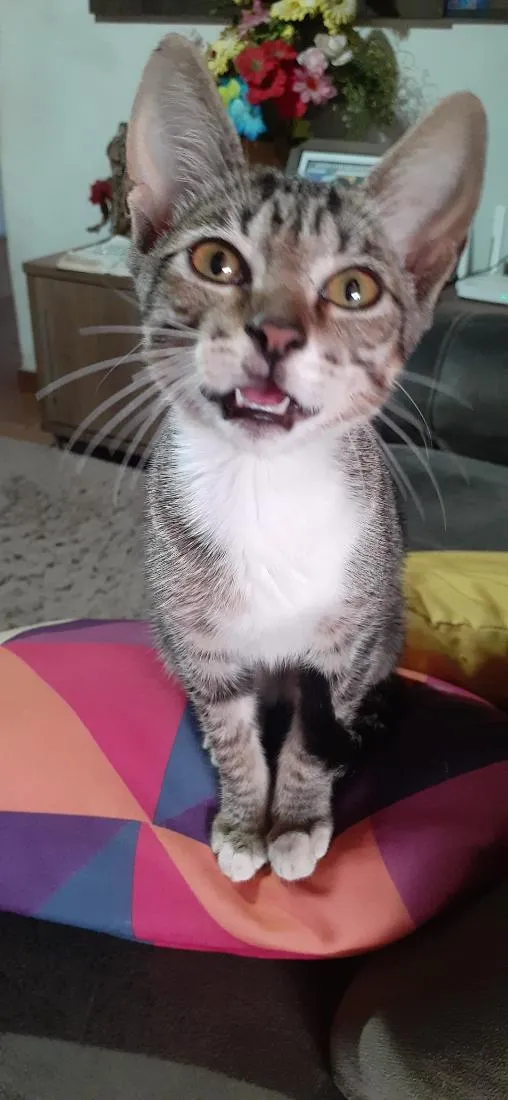 Gato raça SRD-ViraLata idade 2 a 6 meses nome Mingau