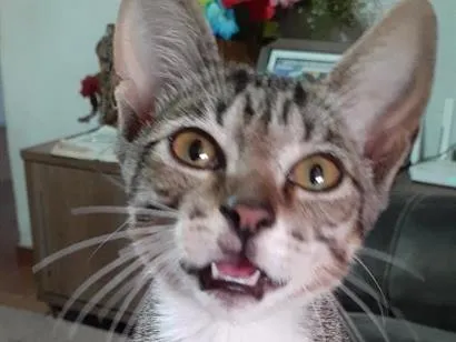 Gato raça SRD-ViraLata idade 2 a 6 meses nome Mingau