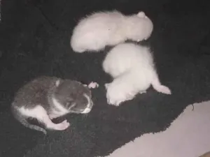 Gato raça SRD-ViraLata idade Abaixo de 2 meses nome branca zonza e lili