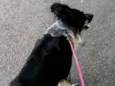 Jake