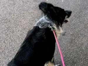 Cachorro raça SRD-ViraLata idade 3 anos nome Jake