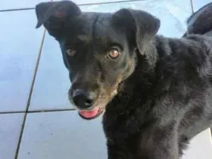 Cachorro raça SRD-ViraLata idade 3 anos nome Lobinha
