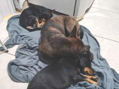 Cachorro raça Labrador idade 2 anos nome Zeus ,sicha e Léo 