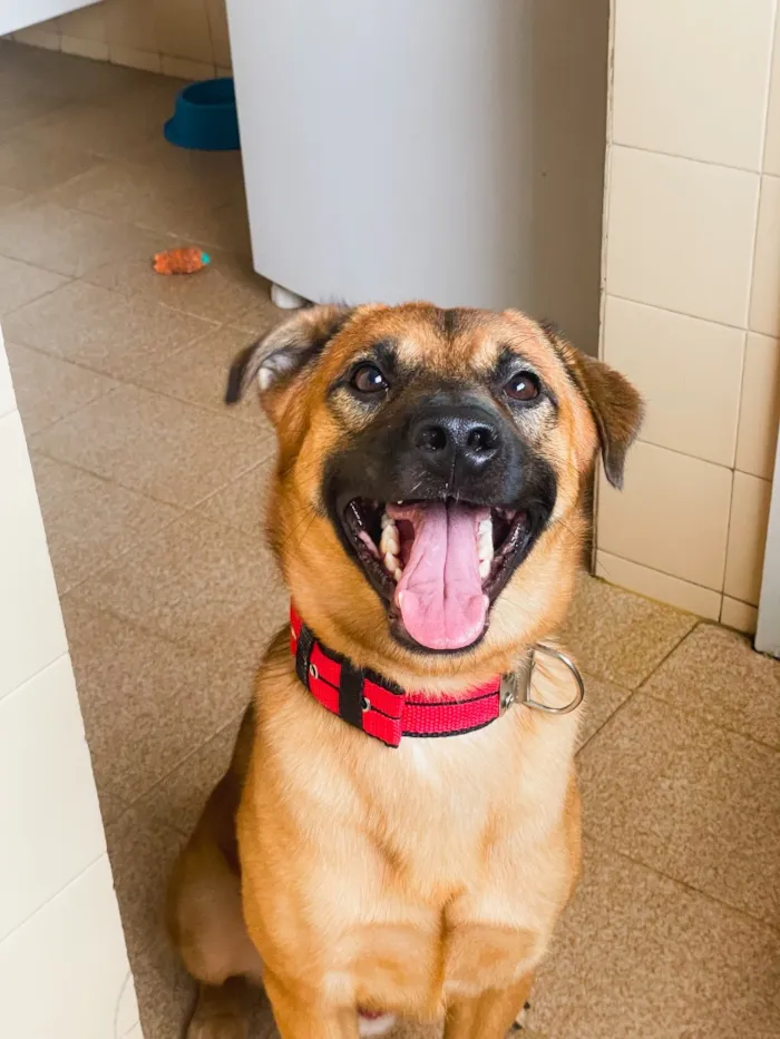 Cachorro raça SRD-ViraLata idade 3 anos nome Tirulipa