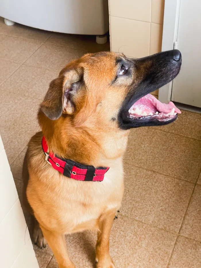 Cachorro raça SRD-ViraLata idade 3 anos nome Tirulipa