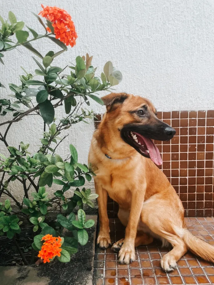 Cachorro raça SRD-ViraLata idade 3 anos nome Tirulipa