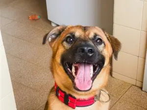 Cachorro raça SRD-ViraLata idade 3 anos nome Tirulipa