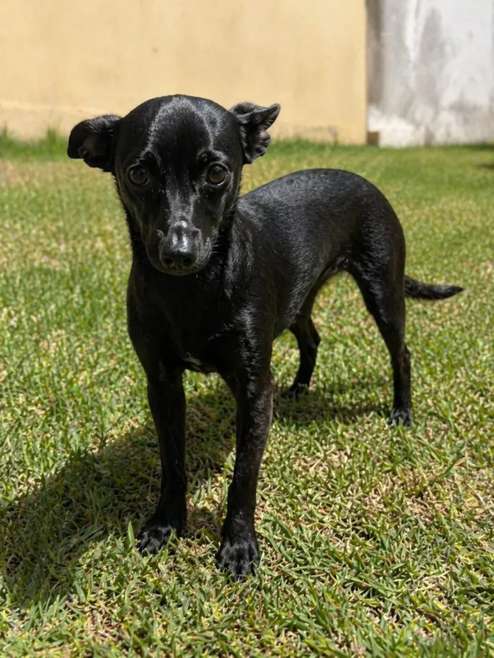 Cachorro raça SRD-ViraLata idade 2 a 6 meses nome Esmeralda  (Esme)