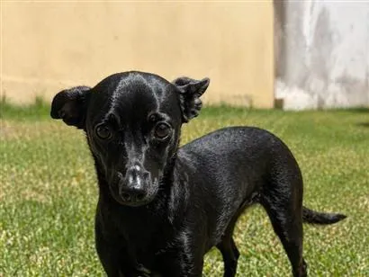 Cachorro raça SRD-ViraLata idade 2 a 6 meses nome Esmeralda  (Esme)