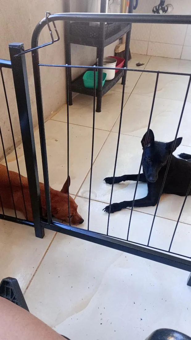 Cachorro raça SRD-ViraLata idade 1 ano nome libra 