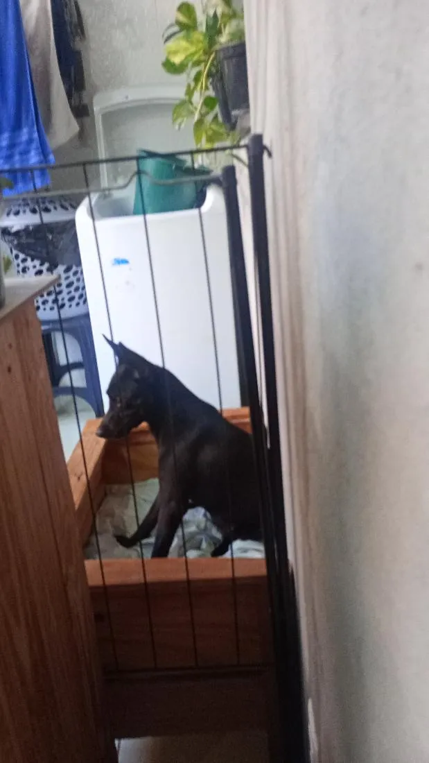 Cachorro raça SRD-ViraLata idade 1 ano nome libra 
