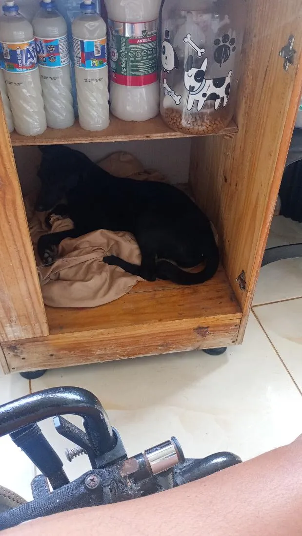 Cachorro raça SRD-ViraLata idade 1 ano nome libra 