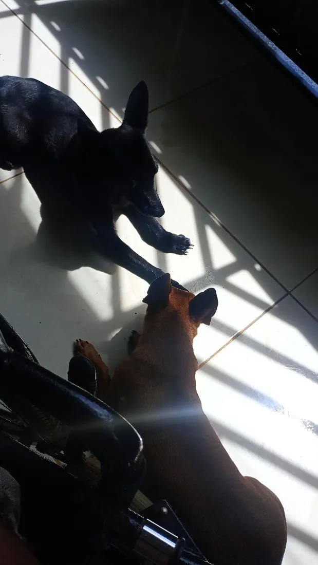 Cachorro raça SRD-ViraLata idade 1 ano nome libra 