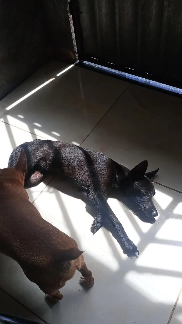 Cachorro raça SRD-ViraLata idade 1 ano nome libra 