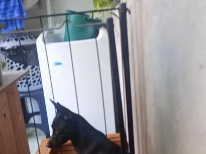 Cachorro raça SRD-ViraLata idade 1 ano nome libra 