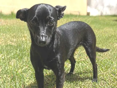 Cachorro raça SRD-ViraLata idade 2 a 6 meses nome Esmeralda  (Esme)