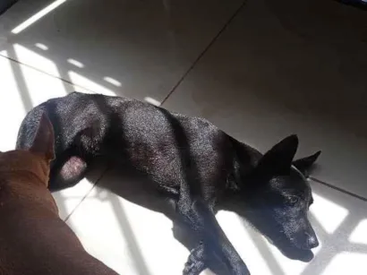 Cachorro raça SRD-ViraLata idade 1 ano nome libra 