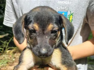 Cachorro raça SRD-ViraLata idade 2 a 6 meses nome Scoobi