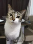Sofia