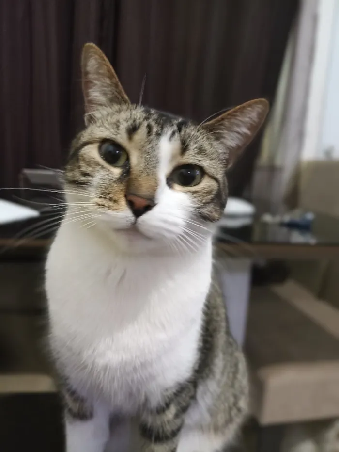 Gato raça SRD-ViraLata idade 4 anos nome Sofia