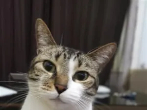 Gato raça SRD-ViraLata idade 4 anos nome Sofia
