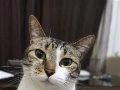 Gato raça SRD-ViraLata idade 4 anos nome Sofia