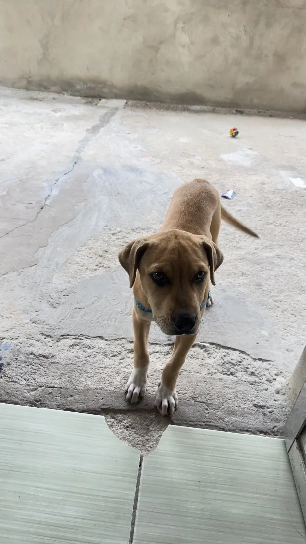 Cachorro raça SRD-ViraLata idade 2 a 6 meses nome Luke 