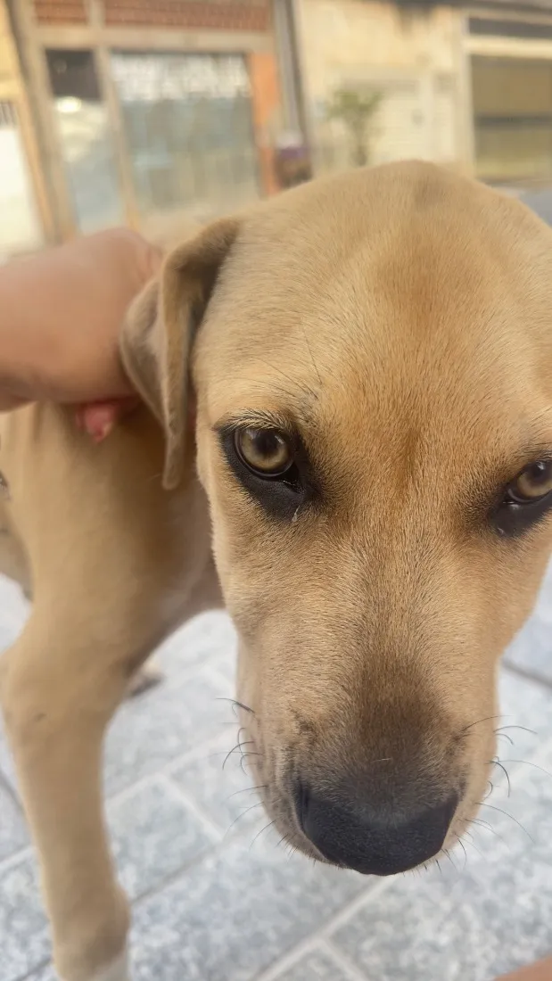 Cachorro raça SRD-ViraLata idade 2 a 6 meses nome Luke 