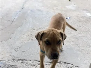 Cachorro raça SRD-ViraLata idade 2 a 6 meses nome Luke 