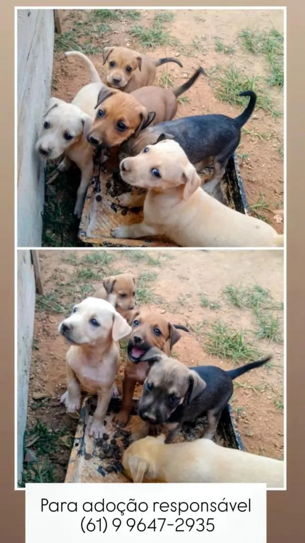 Cachorro raça SRD-ViraLata idade 2 a 6 meses nome Não tem