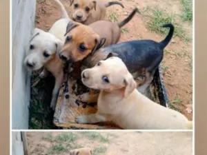 Cachorro raça SRD-ViraLata idade 2 a 6 meses nome Não tem