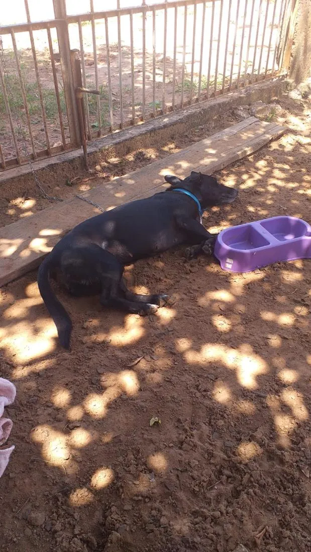 Cachorro raça SRD-ViraLata idade 3 anos nome Babi