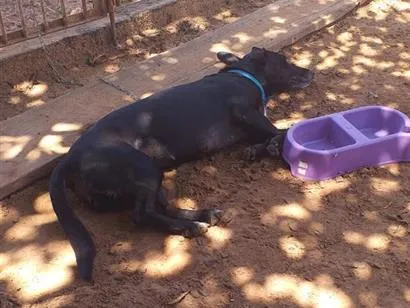 Cachorro raça SRD-ViraLata idade 3 anos nome Babi