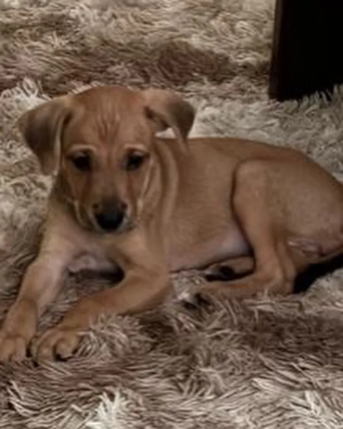 Cachorro raça SRD-ViraLata idade Abaixo de 2 meses nome Caramelo 
