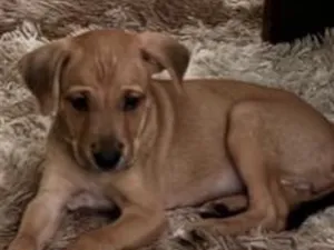 Cachorro raça SRD-ViraLata idade Abaixo de 2 meses nome Caramelo 
