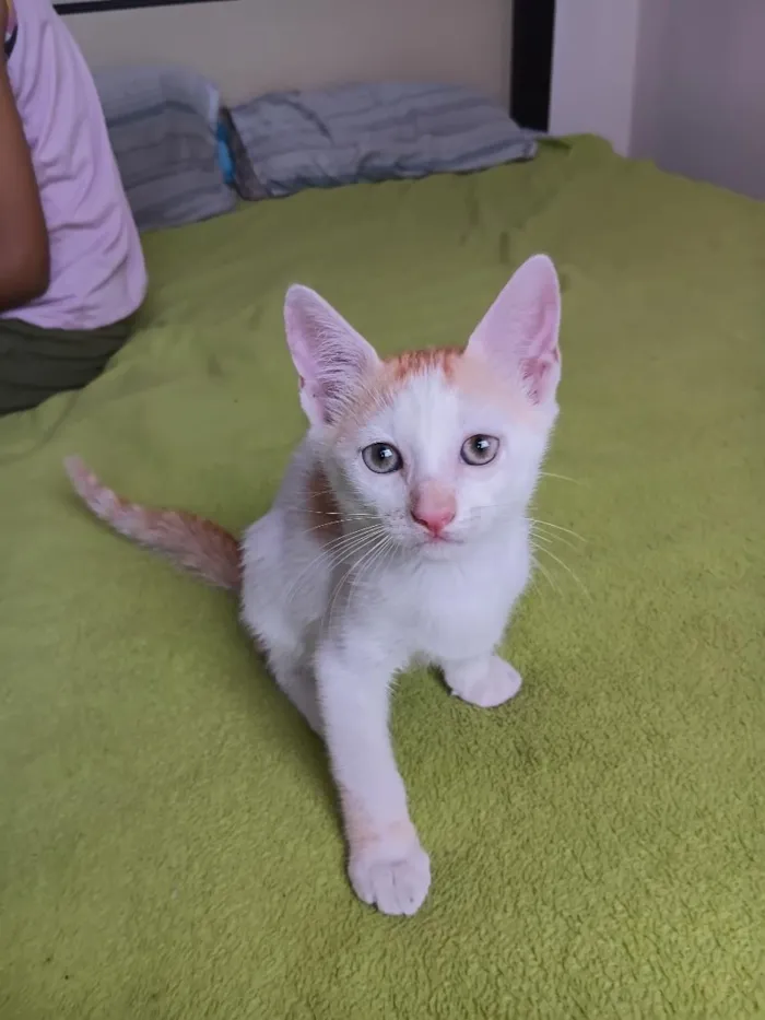 Gato raça SRD-ViraLata idade 2 a 6 meses nome Shazam